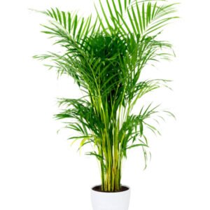 areca palm indoor palm plant