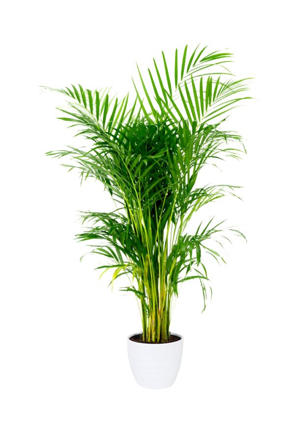 areca palm indoor palm plant areca palm indoor palm plant