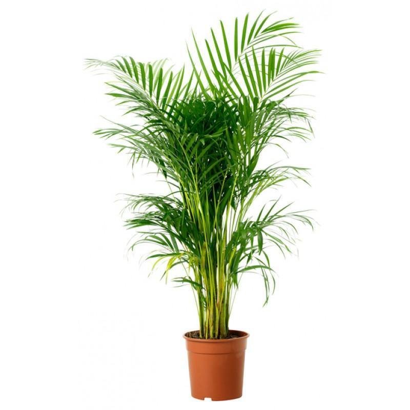 areca palm indoor palm plant areca palm indoor palm plant